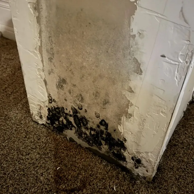 Professional Mold Removal in Jackson County, WV
